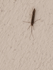 Glyphopsyche irrorata