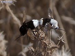 Bombyliini