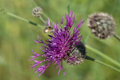 Anthophora bimaculata