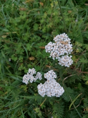 Achillea millefolium