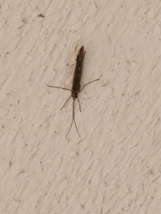 Glyphopsyche irrorata