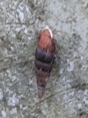 Alinda biplicata