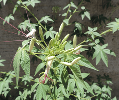 Tarenaya longicarpa