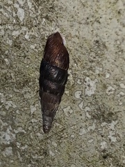 Alinda biplicata