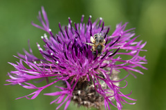 Anthophora bimaculata