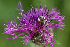 Anthophora bimaculata