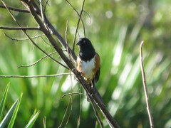 Pipilo erythrophthalmus alleni