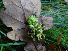 Andricus grossulariae