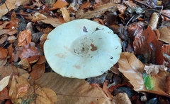 Infundibulicybe geotropa