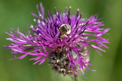 Anthophora bimaculata