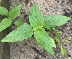 Salvia urticifolia