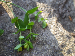 Euphorbia kraussiana