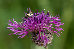 Anthophora bimaculata