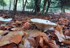 Infundibulicybe geotropa