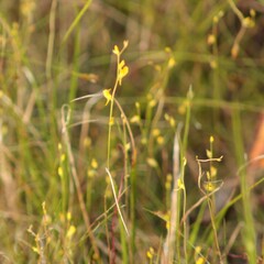 Utricularia juncea