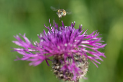 Anthophora bimaculata