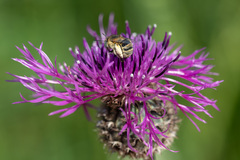Anthophora bimaculata