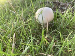 Agaricus arvensis