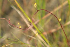 Utricularia juncea