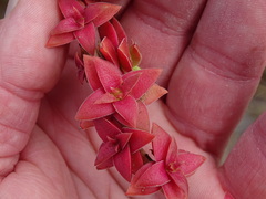 Crassula capitella