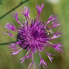 Anthophora bimaculata