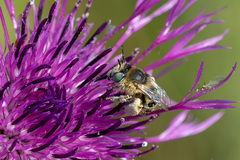 Anthophora bimaculata