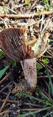 Lactarius sanguifluus