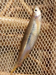 Rasbora