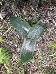 Brunsvigia orientalis