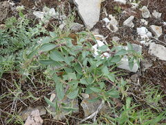 Dracocephalum thymiflorum