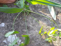 Euphorbia kraussiana