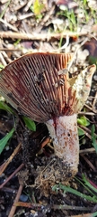 Lactarius sanguifluus