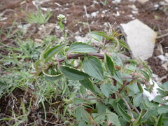 Dracocephalum thymiflorum