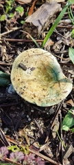 Lactarius sanguifluus