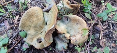 Lactarius sanguifluus