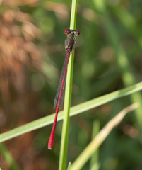 Ceriagrion