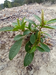 Psidium guineense
