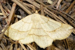 Euchlaena mollisaria