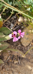 Pelargonium patulum patulum