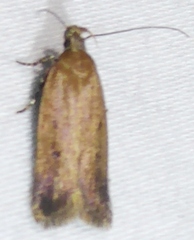 Anacampsis fullonella