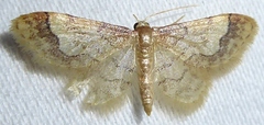 Idaea skinnerata