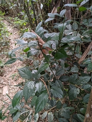 Lasianthus