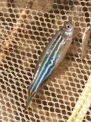 Danio rerio
