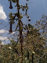 Dunalia brachyacantha