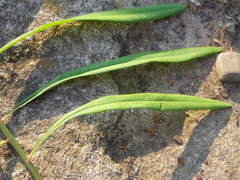 Euphorbia kraussiana