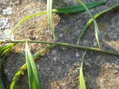 Euphorbia kraussiana