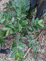 Lasianthus