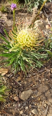 Leucospermum lineare