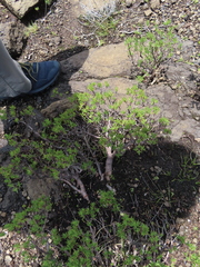 Crassula sarcocaulis