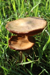 Volvopluteus gloiocephalus